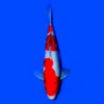 Kohaku male strong