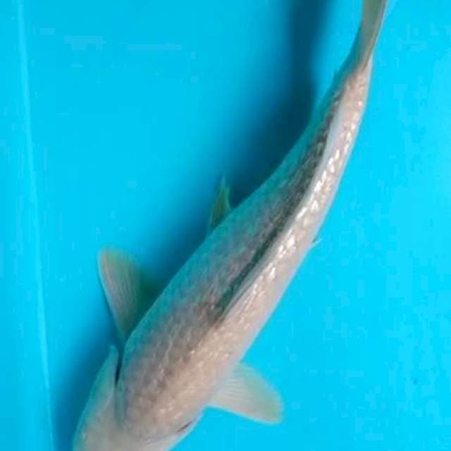 Soragoi 34cm