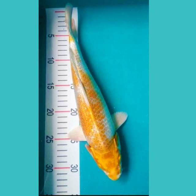 Hariwake 32cm
