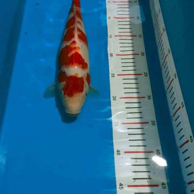 Kohaku merah hati
