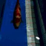 Kohaku merah hati 