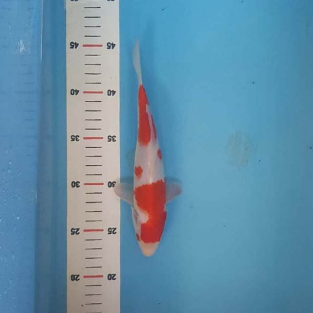 Kohaku