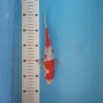 Kohaku