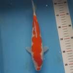 Kohaku kuchibeni