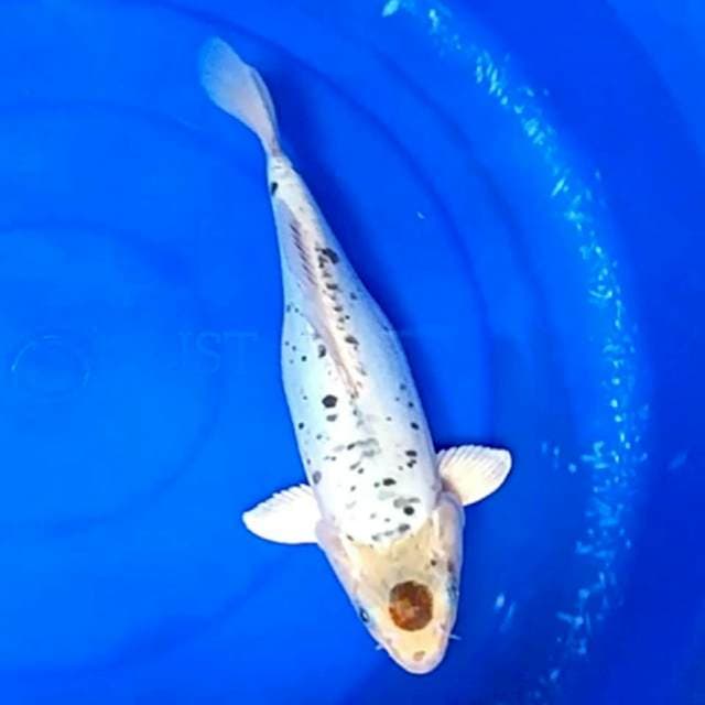 TANCHO Unique 