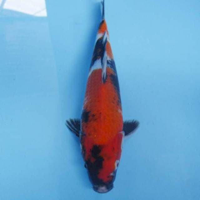 Showa 26 cm