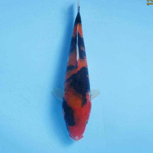 Showa 24 cm