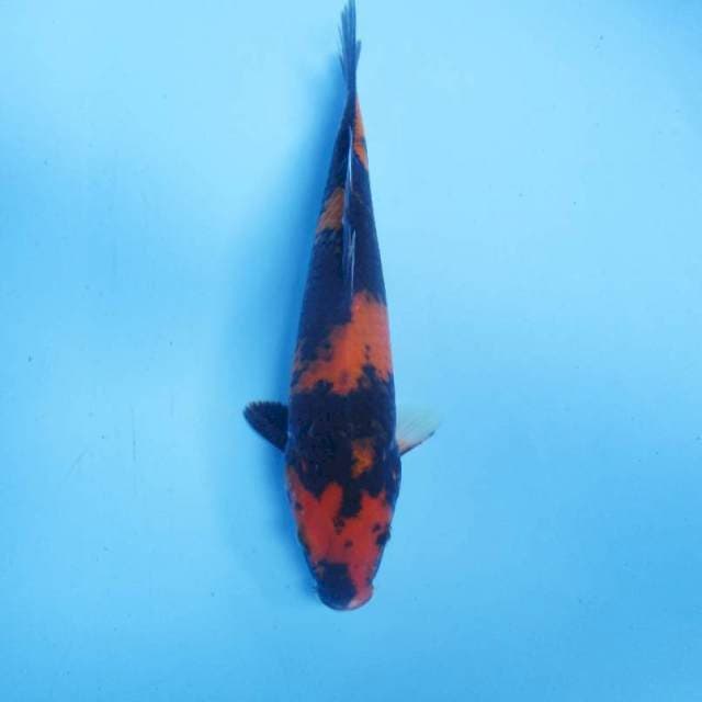 Showa 25 cm