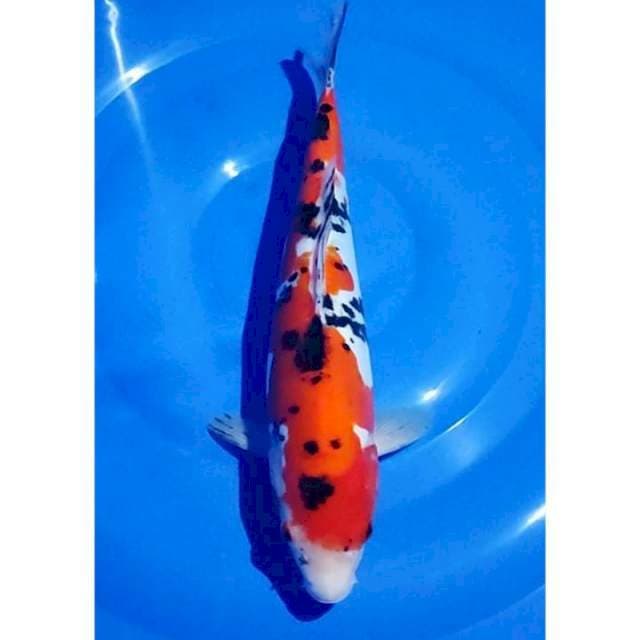 Doitsu Sanke Original 31cm (M)