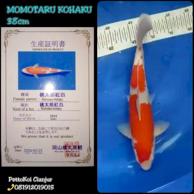 Momotaro Kohaku 38cm