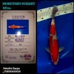 Momotaro Kohaku 38cm