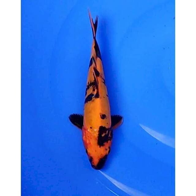 Minion Hiutsuri Doitsu 21cm (F)