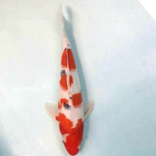 36cm sanke body siip