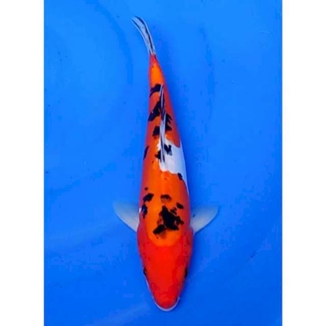 Sanke Doitsu Original 23cm (M)