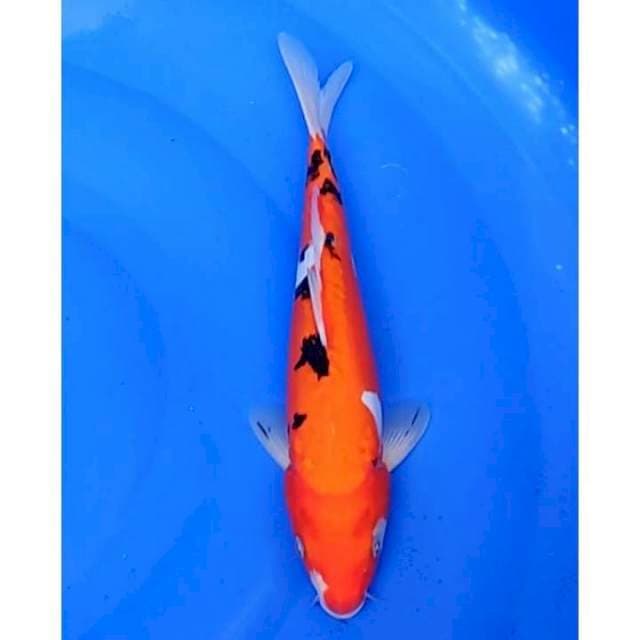 Sanke Doitsu Original 28cm (F)