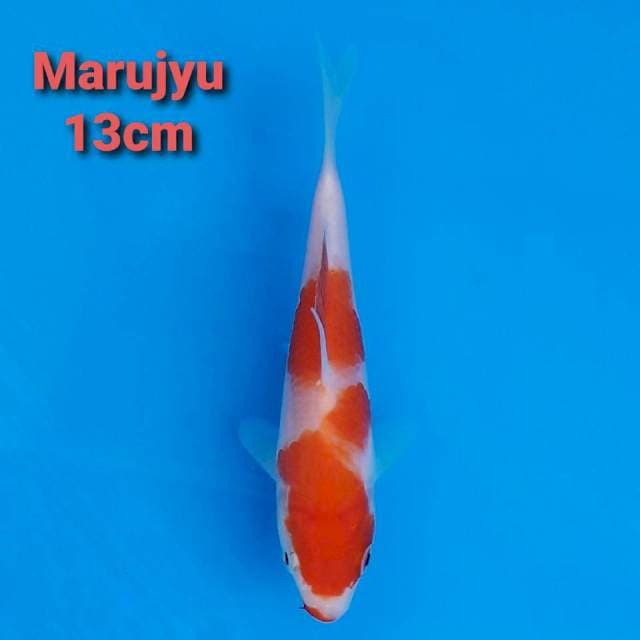 Marujyu 13xm serty