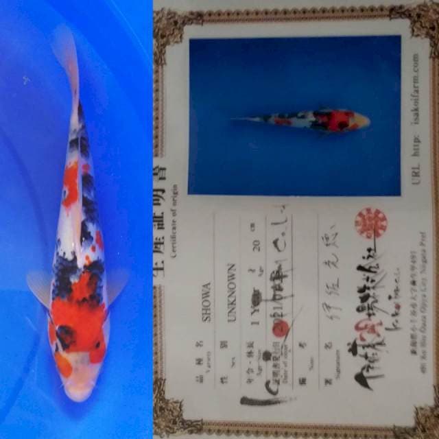 ISA SHOWA 28CM. good quality