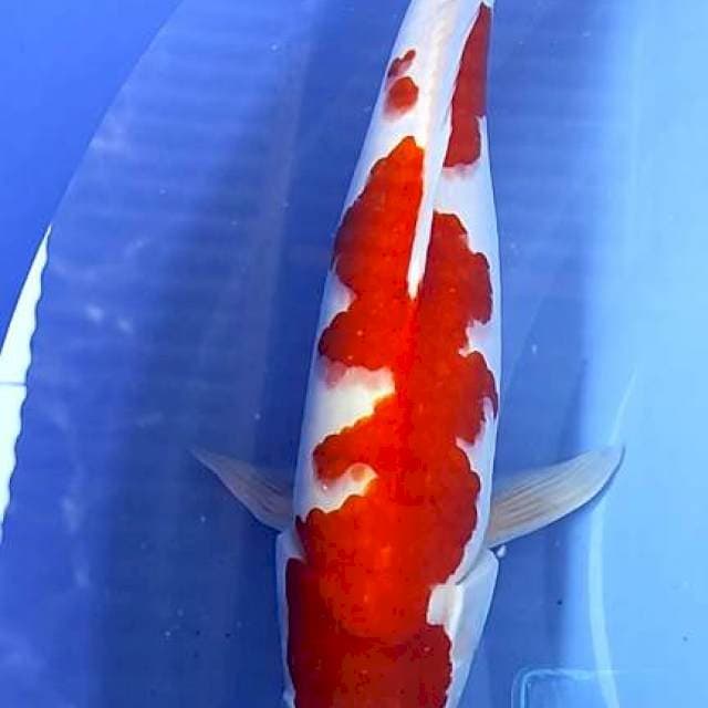 Kohaku original