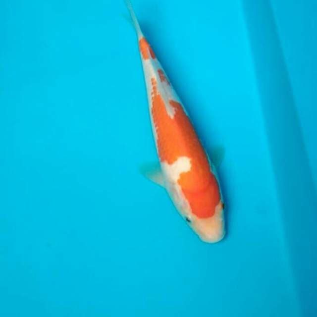 Kohaku 25cm
