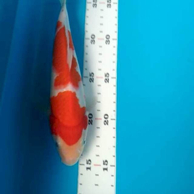 Kohaku 24cm
