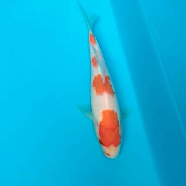 Kohaku 20cm