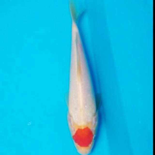 Tc.kohaku ori 24cm