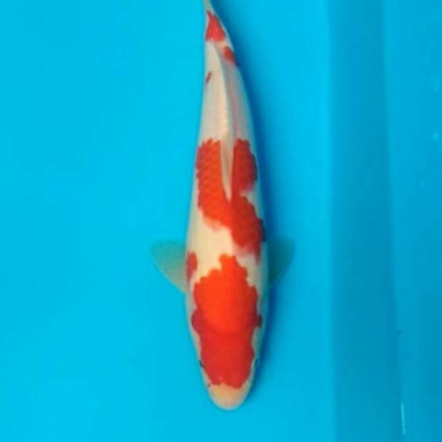 Kohaku 25cm
