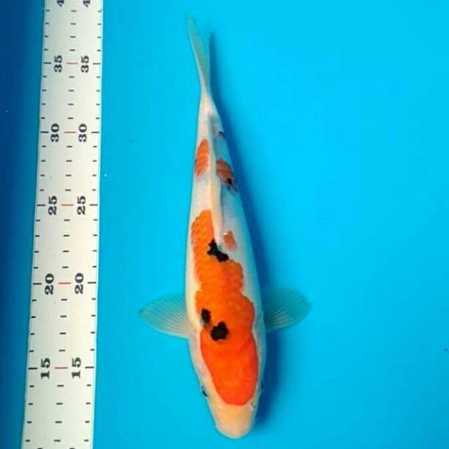 Sanke 25cm