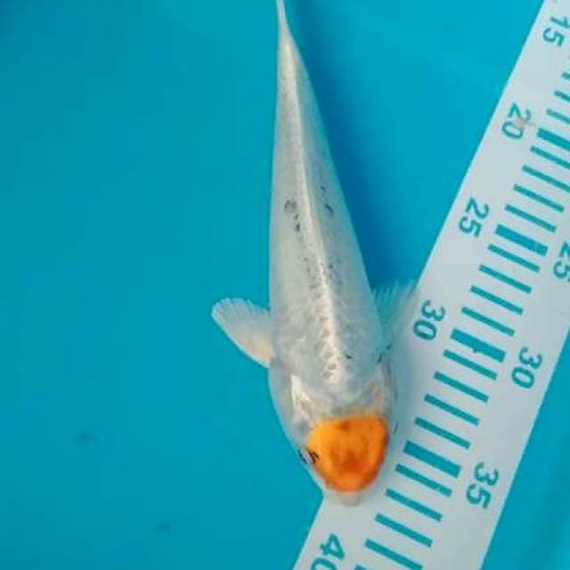 Tanco KOjaku 25cm