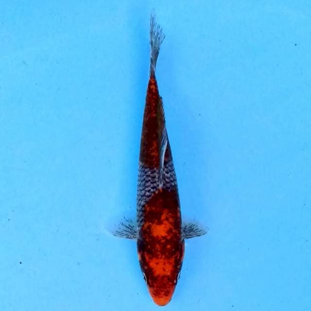 Beni Matsukawabake 17 cm