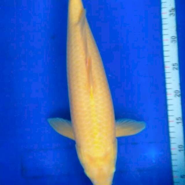 Karasi mata merah