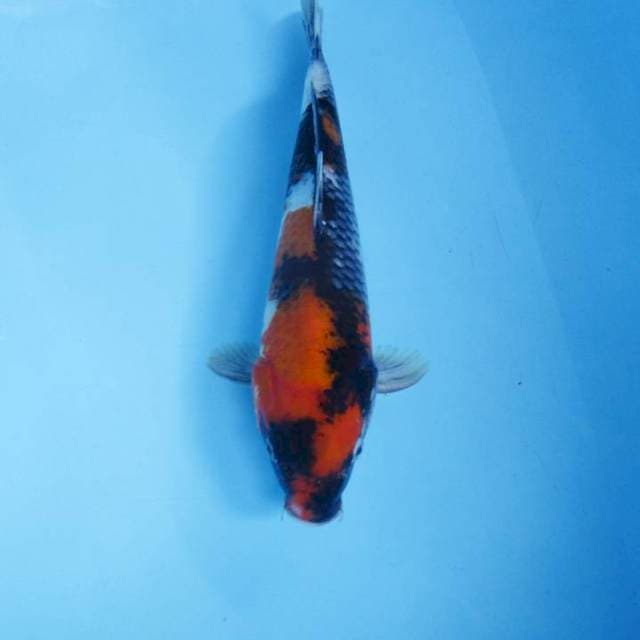 Showa 26 cm