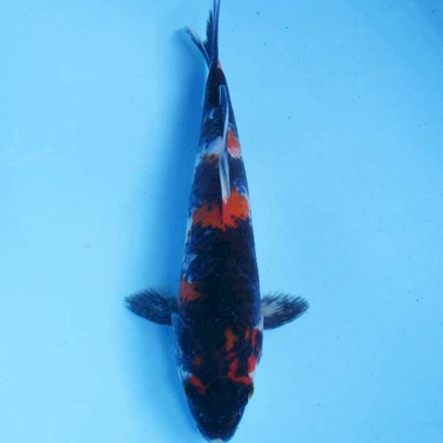 Showa 25 cm