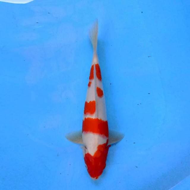 Kohaku 27 cm