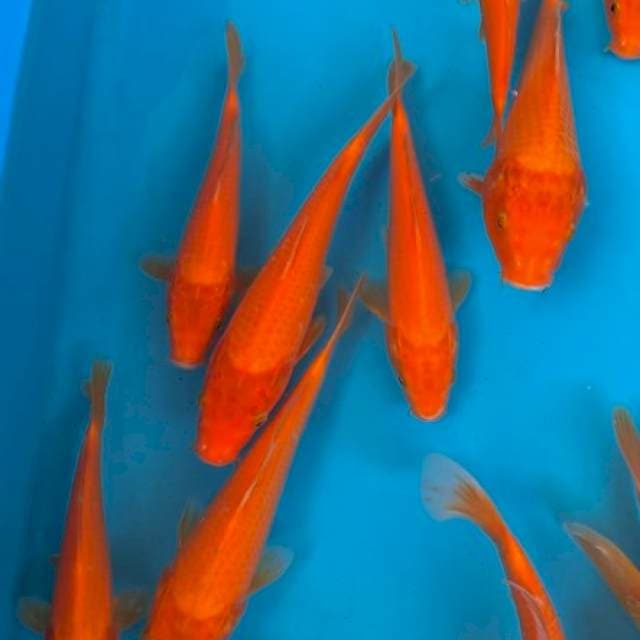 RED KARASHI IMPORT MARUDO
