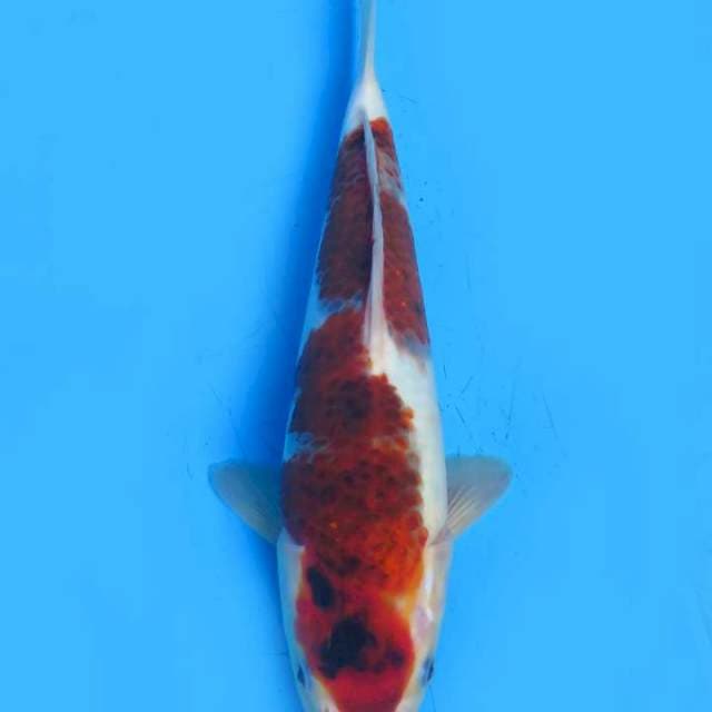 Budo 28cm