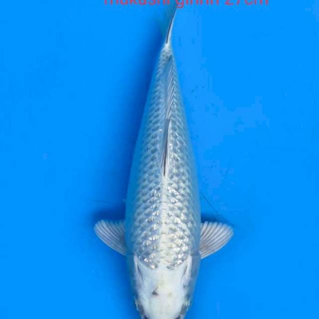 Ginrin full 27cm
