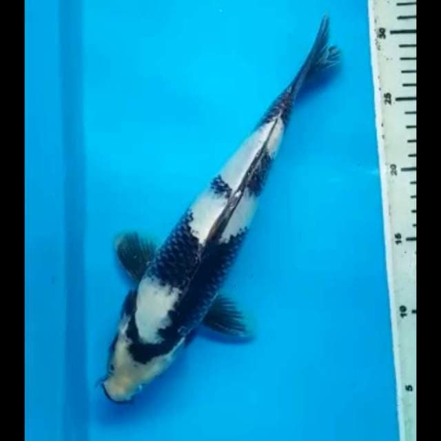SHIRO 29 Cm, JANTAN