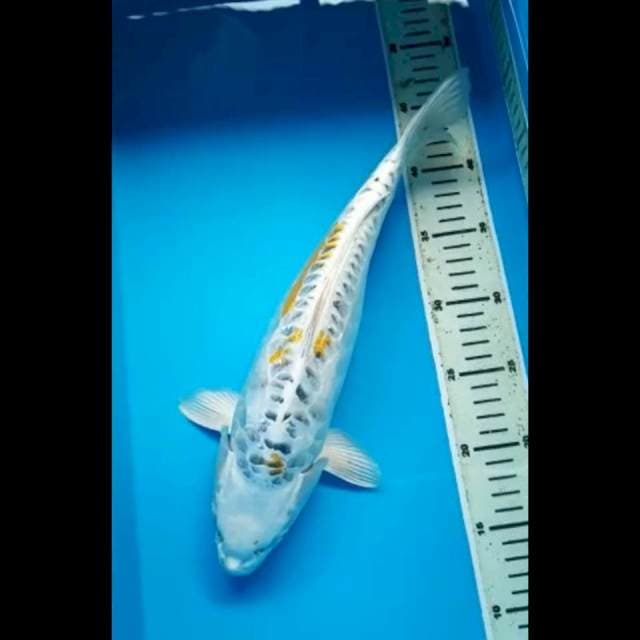 KUJAKU DOITSU PUNUK 36 Cm