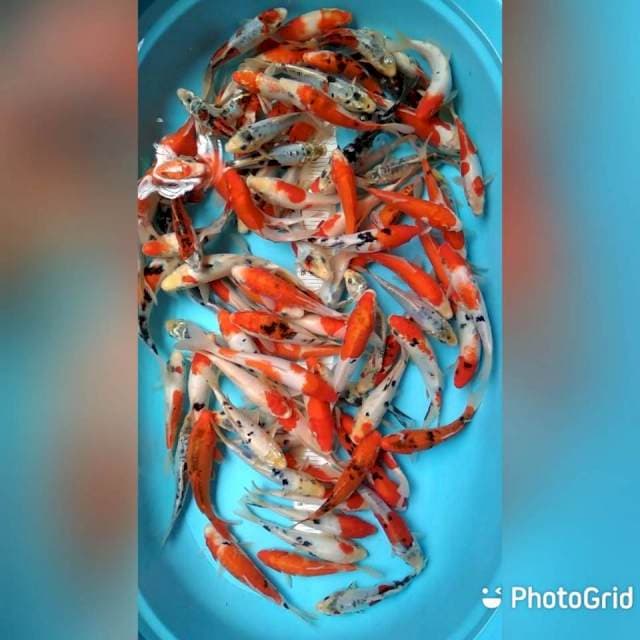 Mix 15-20cm 90 ekor