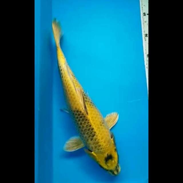 KIN SHOWA 34 Cm