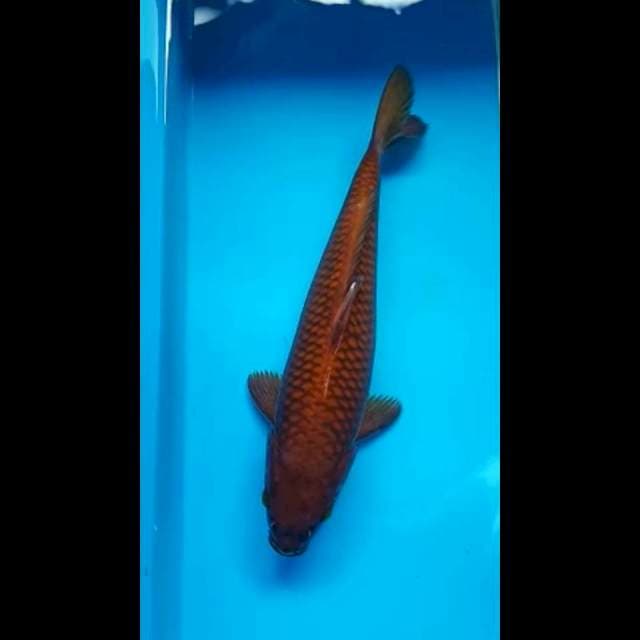 CHAGOI TEMBAGA 30 Cm