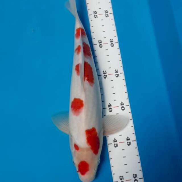 Kohaku 29 cm