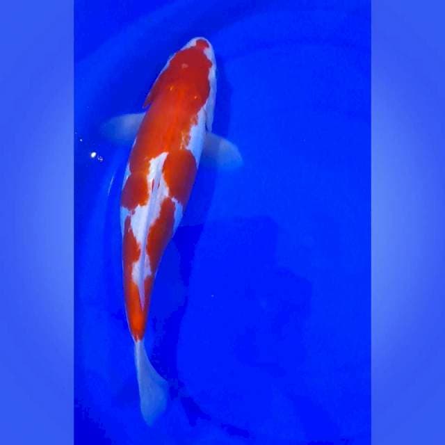Kohaku Doitsu Kucibeni SQ, size : 32cm