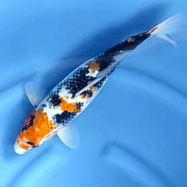SHOWA GINRIN # 36CM