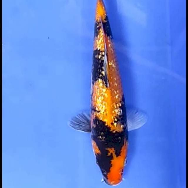 SHOWA # 22CM