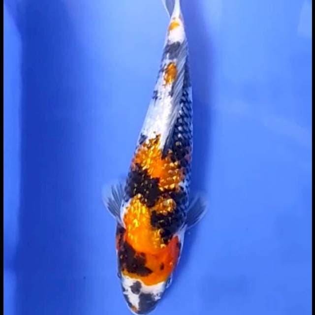 SHOGIN # 21CM