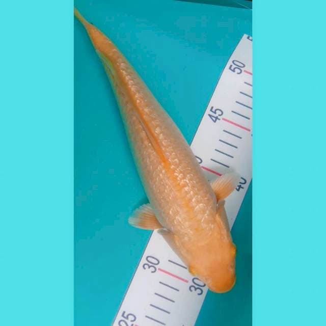 Karashi 29cm