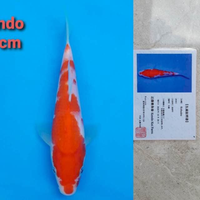 Kondo kohaku 19cm serty
