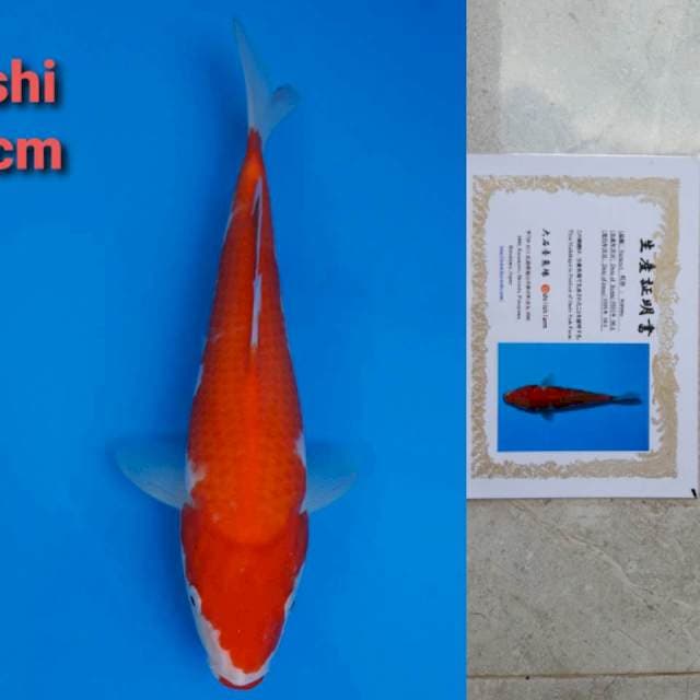 Oishi kohaku 29cm serty